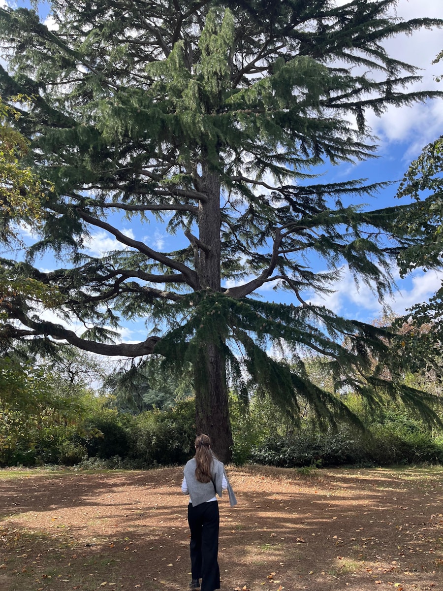 Wenn ein Baum dir zeigt, wie Stärke wirklich aussieht